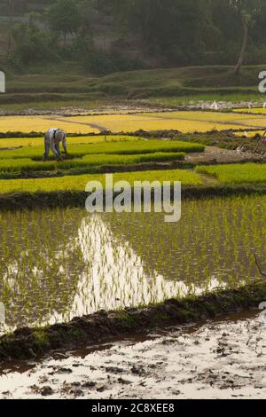 Duong Lam Vietnam 22/12/2013 Felder oder Paddys mit Reis wachsen auf offenen Ackerland Stockfoto