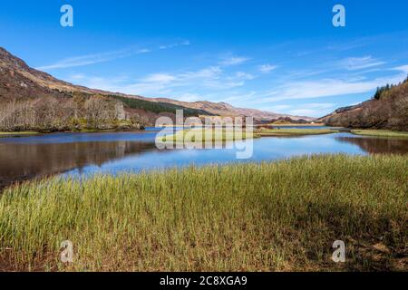 Schilf und Gras in Loch Earn, Schottland Stockfoto