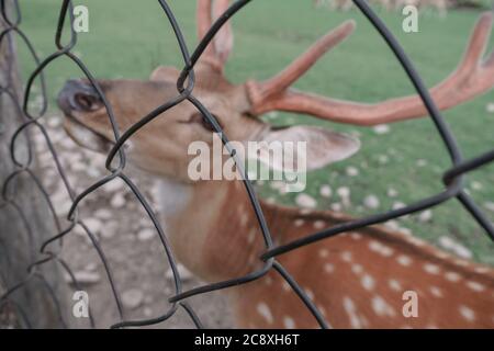 Nahaufnahme Hirsch Bauernhof in der Wiese schöne Landschaft Berg Hintergrund. Stockfoto