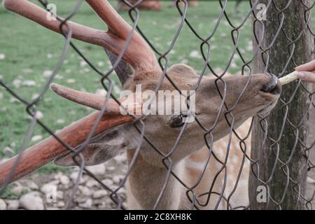 Nahaufnahme Hirsch Bauernhof in der Wiese schöne Landschaft Berg Hintergrund. Stockfoto