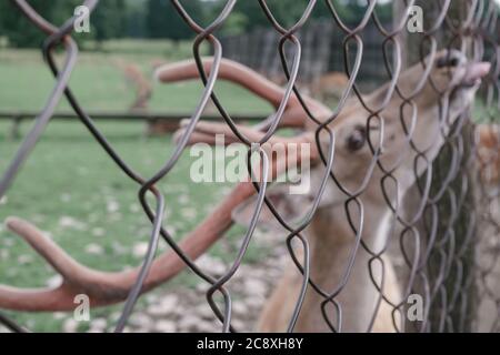 Nahaufnahme Hirsch Bauernhof in der Wiese schöne Landschaft Berg Hintergrund. Stockfoto