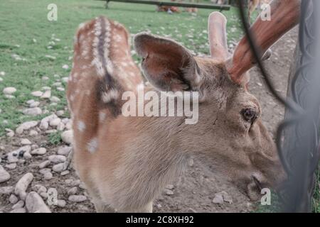 Nahaufnahme Hirsch Bauernhof in der Wiese schöne Landschaft Berg Hintergrund. Stockfoto