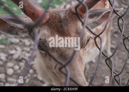 Nahaufnahme Hirsch Bauernhof in der Wiese schöne Landschaft Berg Hintergrund. Stockfoto