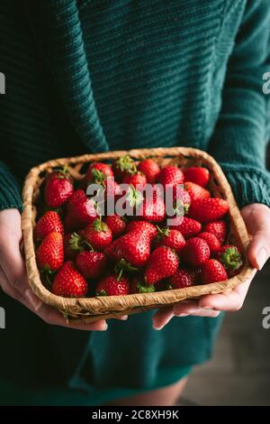 Erdbeeren in weiblichen Händen. Mädchen hält Korb mit Bio-Garten Erdbeeren Stockfoto