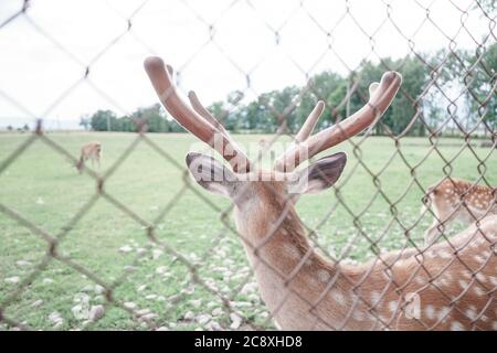 Nahaufnahme Hirsch Bauernhof in der Wiese schöne Landschaft Berg Hintergrund. Stockfoto