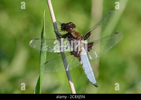 Broad-body Chaser - Libellula depressa, schöne große Libelle aus europäischen stillen Gewässern, Zlin, Tschechische Republik. Stockfoto