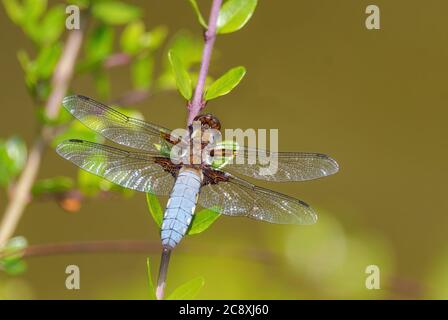 Broad-body Chaser - Libellula depressa, schöne große Libelle aus europäischen stillen Gewässern, Zlin, Tschechische Republik. Stockfoto