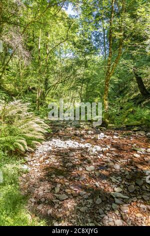 Ein Bach neben dem Naturlehrpfad in Dunkery und Horner Wood National Nature Reserve in Horner Wood im Exmoor National Park, Somerset UK Stockfoto