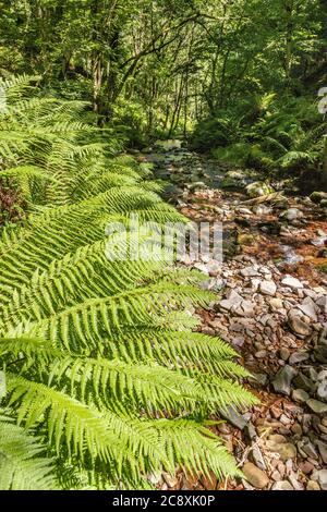 Farne neben einem Bach an einem Naturlehrpfad in Dunkery und Horner Wood National Nature Reserve bei Horner Wood im Exmoor National Park, Somerset UK Stockfoto