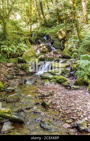 Ein Bach neben dem Naturlehrpfad in Dunkery und Horner Wood National Nature Reserve in Horner Wood im Exmoor National Park, Somerset UK Stockfoto