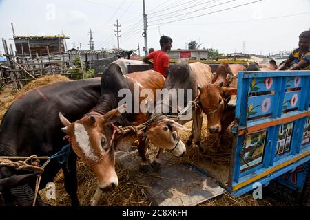 Viehhändler, die vor dem Eid al-Adha-Fest oder dem "Opferfest" in Dhaka, Bangladesch, Ochsen aus einem Lastwagen in der Nähe eines Viehmarktes ausladen Stockfoto