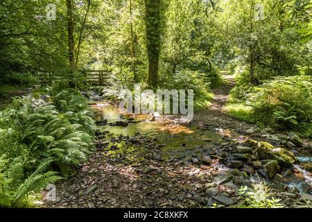 Eine Fußgängerbrücke über einen Bach neben dem Naturlehrpfad in Dunkery und Horner Wood National Nature Reserve bei Horner Wood im Exmoor National Park, Somerset Stockfoto