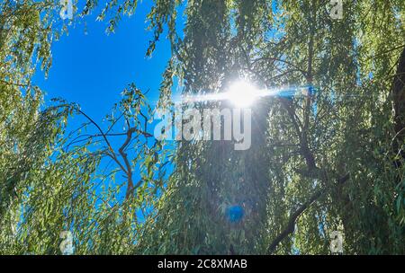 Strahlende Sonne durch das dichte grüne Laub eines Weidenbaums mit blauem Himmel, Rücklicht Stockfoto