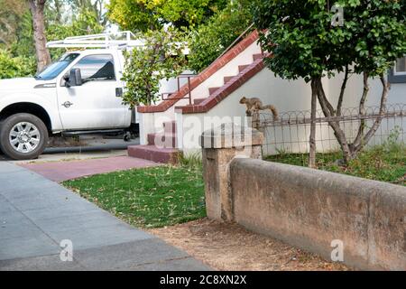 Sonntagmorgen in San Rafael, Marin County, CA, USA sind ruhig und friedlich. Stockfoto