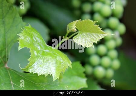 Weinberg im Sommer, junge Blätter auf dem Hintergrund der Trauben grün. Unreife Weinrebe, Weinbereitung Konzept Stockfoto