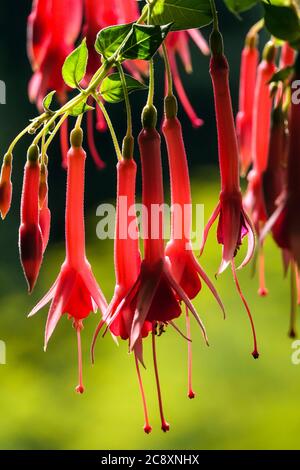 Hängende Trompete Blumen Rot Fuchsia 'Trompeter' Stockfoto