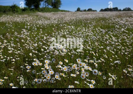 Oxeyed Gänseblümchen in Feldwiese, Oxfordshire, England Stockfoto