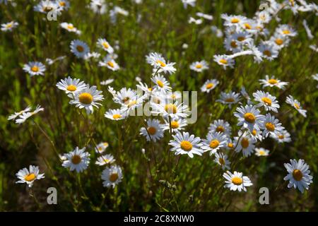 Margeriten in Feldwiese, Oxfordshire, England Stockfoto