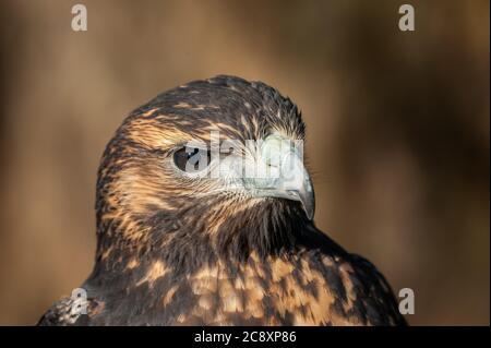 Juvenile Steppenadler, Aquila nipalensis, nach rechts schauend Stockfoto