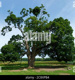 Fonthill Ontario Canada, der Comfort Maple, einer der ältesten Bäume Kanadas, der über 450 Jahre alt ist. Stockfoto