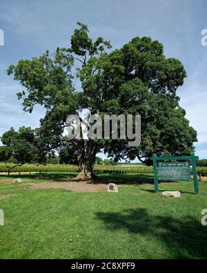 Fonthill Ontario Canada, der Comfort Maple, einer der ältesten Bäume Kanadas, der über 450 Jahre alt ist. Stockfoto