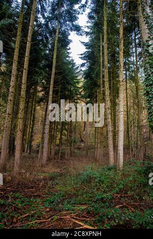 Winterwald. Fotografiert in Deutschland im Januar Stockfoto