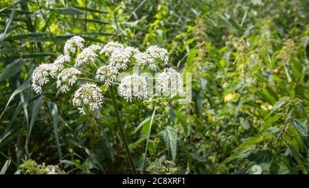 Anthriscus Sylvestris oder Kuh Petersilie. Weiße wild blühende Pflanze. Stockfoto