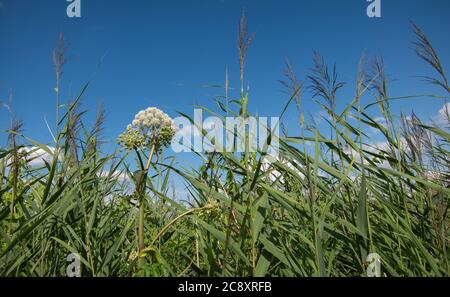 Weiße Kuh Petersilie Blume zwischen wildem Gras auf der Wiese des belgischen Naturschutzgebietes. Stockfoto