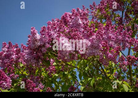 Helle Fliederblüten, blühender Fliederstrauch im Frühling Stockfoto