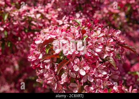 Schöne helle Blüten von dekorativen Apfelbaum Stockfoto