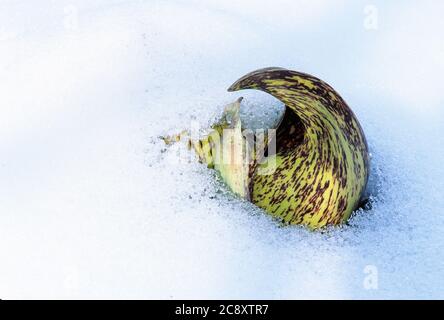 Ostskunk Kohl Spathe Schmelzen durch Schnee in Feuchtgebieten Lebensraum Stockfoto