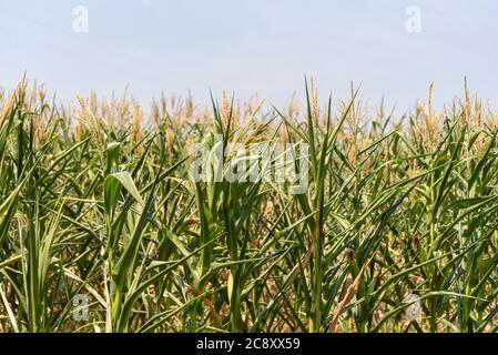 Erntegut in der Getreidefüllstufe. Mais (Zea mays) ist ein bekanntes Getreide in einem Großteil der Welt angebaut. Mais wird ausgiebig als menschliche Nahrung oder für Ani verwendet Stockfoto