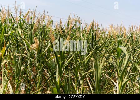 Erntegut in der Getreidefüllstufe. Mais (Zea mays) ist ein bekanntes Getreide in einem Großteil der Welt angebaut. Mais wird ausgiebig als menschliche Nahrung oder für Ani verwendet Stockfoto