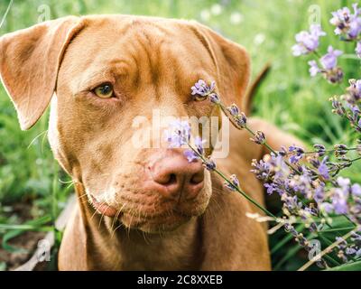 Liebenswerte, hübsche Welpen von Schokolade Farbe. Nahaufnahme Stockfoto