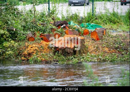 Denham, Buckinghamshire, Großbritannien. Juli 2020. Die Überreste eines riesigen alten Erlenbaumes, der letzte Woche von HS2 abgeschlagen wurde. Der Kampf der HS2 Rebellion Baumschützer um die Rettung von tausenden von reifen Bäumen vor dem Abschneiden durch HS2-Auftragnehmer im Colne Valley geht weiter. 693 lokale Wildtierstätten und 108 alte Waldgebiete sind auf dem Phase-1-Pfad der 134 Meilen langen Eisenbahnlinie zerstört. Quelle: Maureen McLean/Alamy Live News Stockfoto