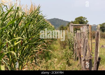 Erntegut in der Getreidefüllstufe. Mais (Zea mays) ist ein bekanntes Getreide in einem Großteil der Welt angebaut. Mais wird ausgiebig als menschliche Nahrung oder für Ani verwendet Stockfoto