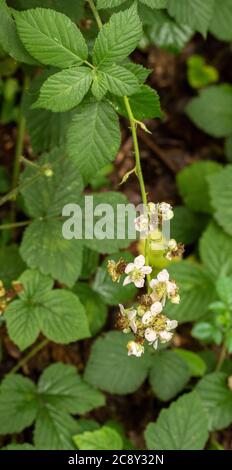 Brombeerblüte in Nahaufnahme, natürliches Blumenportrait Stockfoto