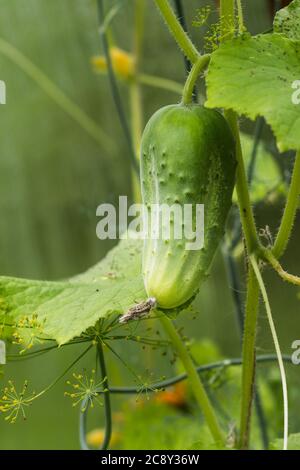 Im Gewächshaus hängt eine grüne Gurke an einem Ast.reiche Ernte Stockfoto