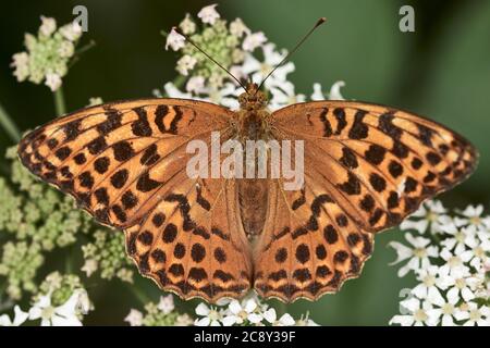 Die oberen Flügel des weiblichen silbergewaschenen frittillären Schmetterlings (Argynnis paphia) thronen auf einer wilden Blume Stockfoto