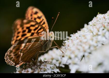 Der silbergewaschene Fritillarschmetterling (Argynnis paphia) nimmt im Sommer in der Natur Pollen auf der weißen Blume auf. Stockfoto