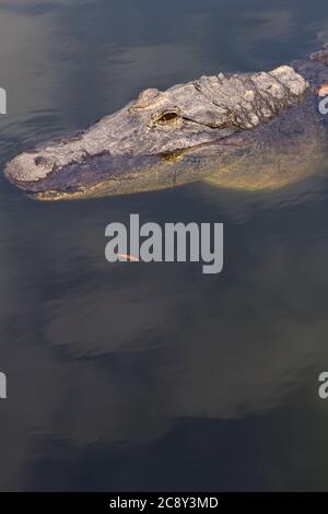 American Alligator an der Spitze der vertikalen Rahmen mit Kopieplatz unten in grünen Sumpf Wasser von Florida in den Vereinigten Staaten Stockfoto