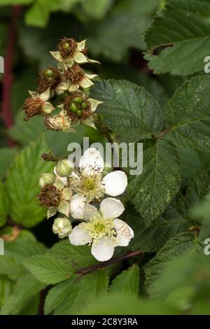 Brombeerblüte in Nahaufnahme, natürliches Blumenportrait Stockfoto