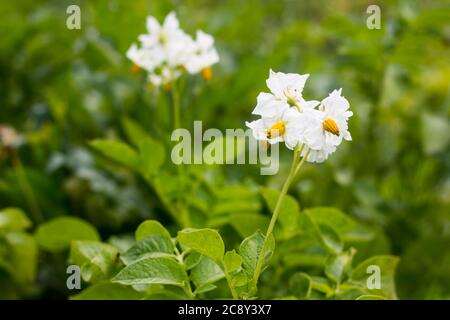 Blühende Kartoffeln, Kartoffelblüten auf einem Hintergrund von grünen Blättern Stockfoto