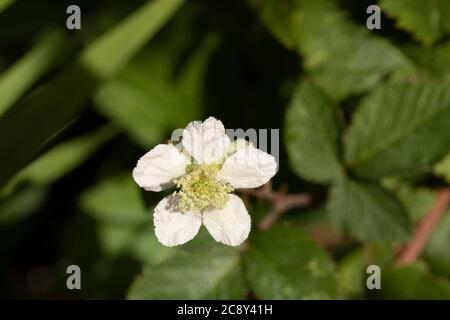 Brombeerblüte in Nahaufnahme, natürliches Blumenportrait Stockfoto