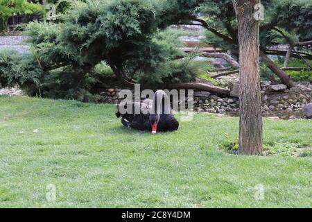 Schwarzer Schwan auf Gras sitzend Stockfoto