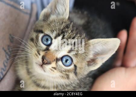 Hauskatze mit Kurzhaarkatze mit ausdrucksstarken blauen Augen, Makroaufnahme mit selektivem Fokus Stockfoto