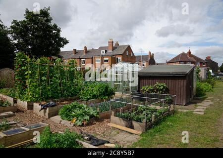 Zuteilungen. Kleine Plätze von Land für Mieter zur Verfügung, um Gemüse anzubauen. Stockfoto