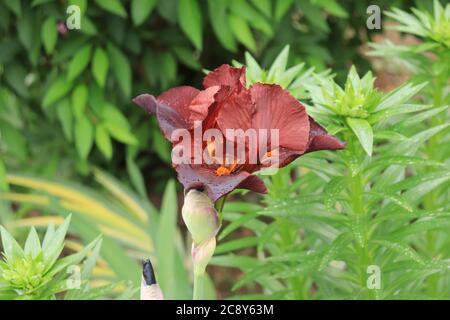 Braune Irisblume Stockfoto