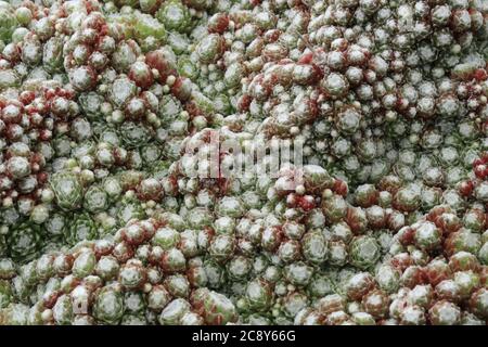 Gewöhnlicher Houseleek Sempervivum tectorum Suculent Stockfoto