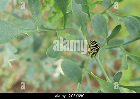 Raupe des gemeinsamen gelbe Schwalbenschwanz / alte Welt Schwalbenschwanz Schmetterling (Papilio Machaon) ernähren sich von Pflanzen Stockfoto